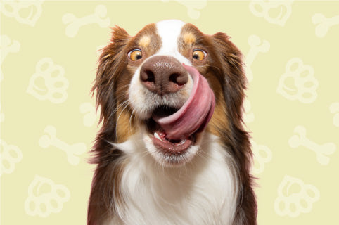 Healthy Pet Treats